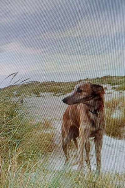 Challenge 41 - Mein Hund im Urlaub-Beitrag-Bild