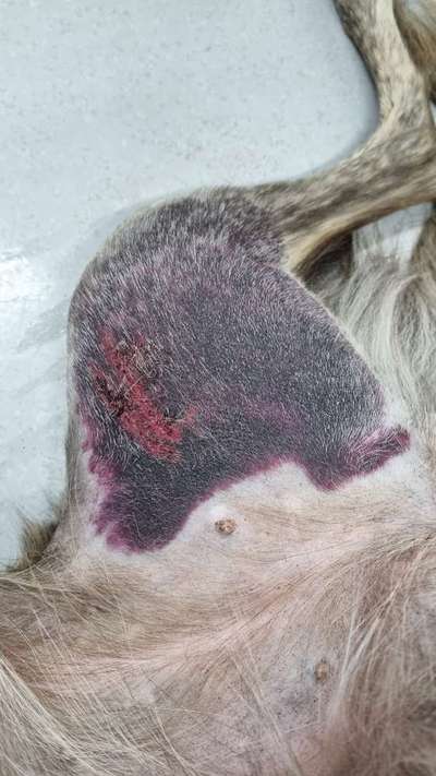 Windhunde - Treffen der besonderen Schönheiten
HERZLICH WILLKOMMEN-Beitrag-Bild