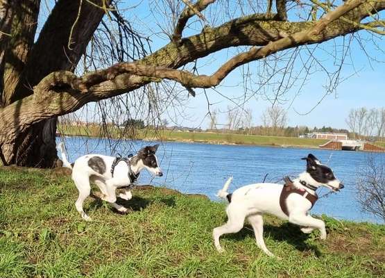 Windhunde - Treffen der besonderen Schönheiten
HERZLICH WILLKOMMEN-Beitrag-Bild
