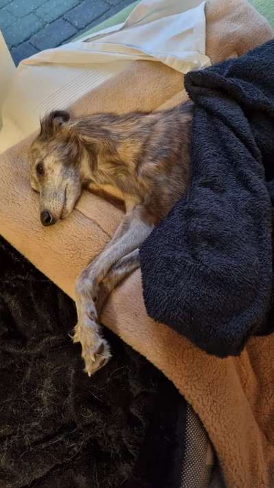 Windhunde - Treffen der besonderen Schönheiten
HERZLICH WILLKOMMEN-Beitrag-Bild