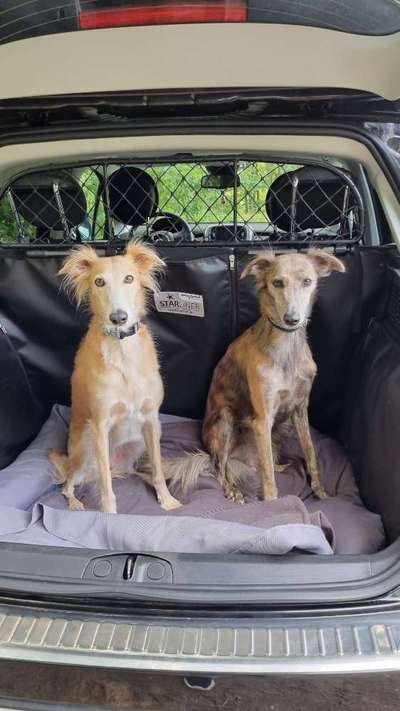 FOTOCHALLENGE 70 - Dein Hund im Auto-Beitrag-Bild