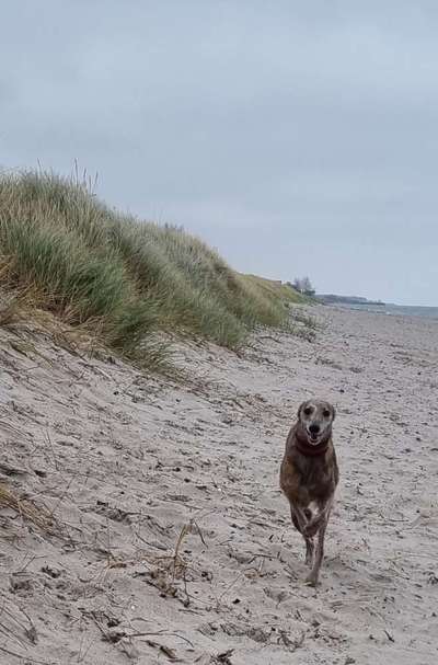 Fotochallenge 66 ~ Rennaction -Zeig deinen Hund im Lauf-Beitrag-Bild