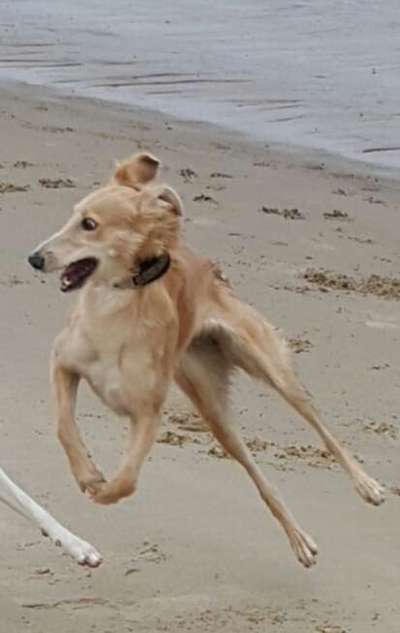 Fotochallenge 66 ~ Rennaction -Zeig deinen Hund im Lauf-Beitrag-Bild