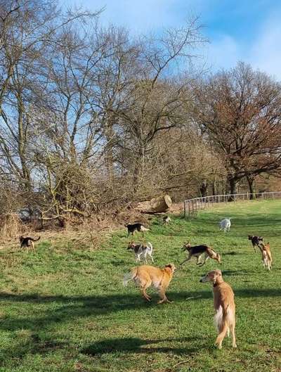 Windhunde - Treffen der besonderen Schönheiten
HERZLICH WILLKOMMEN-Beitrag-Bild