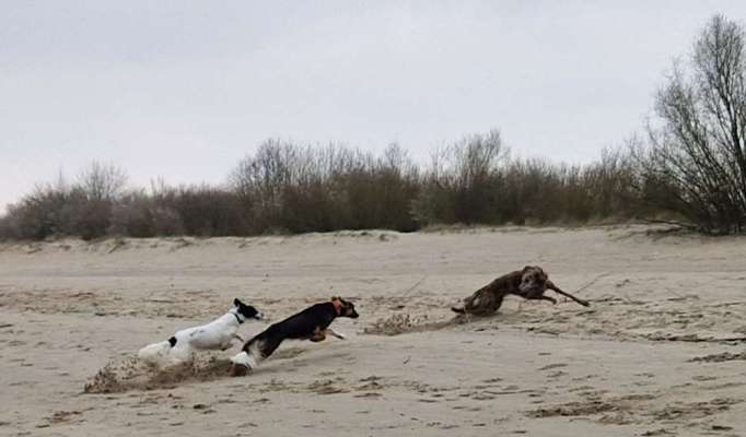 Windhunde - Treffen der besonderen Schönheiten
HERZLICH WILLKOMMEN-Beitrag-Bild