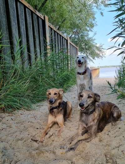 Windhunde - Treffen der besonderen Schönheiten
HERZLICH WILLKOMMEN-Beitrag-Bild