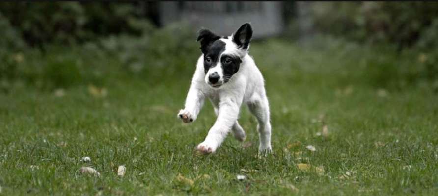 Fotochallenge 66 ~ Rennaction -Zeig deinen Hund im Lauf-Beitrag-Bild