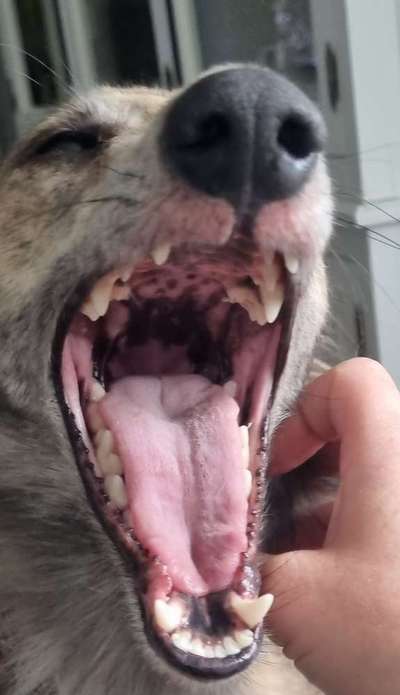 Dogorama Photo Challenge - Hundeblick zum hinschmelzen-Beitrag-Bild