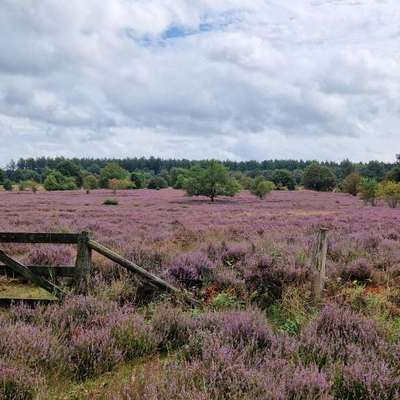 Hundeauslaufgebiet-Bagerheide-Bild
