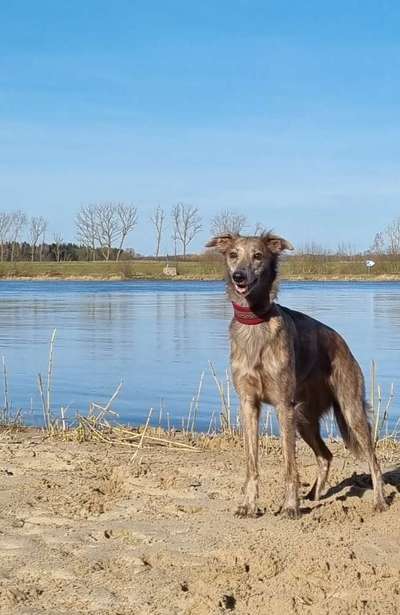 Windhunde - Treffen der besonderen Schönheiten
HERZLICH WILLKOMMEN-Beitrag-Bild