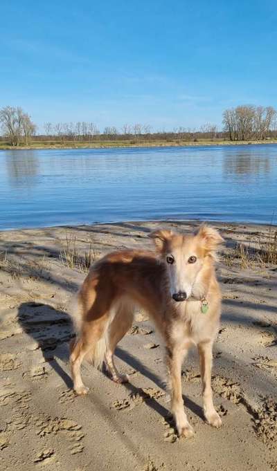 Windhunde - Treffen der besonderen Schönheiten
HERZLICH WILLKOMMEN-Beitrag-Bild