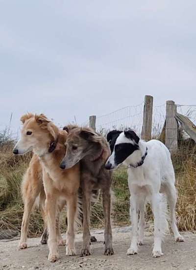 Windhunde - Treffen der besonderen Schönheiten
HERZLICH WILLKOMMEN-Beitrag-Bild