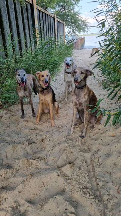 Windhunde - Treffen der besonderen Schönheiten
HERZLICH WILLKOMMEN-Beitrag-Bild