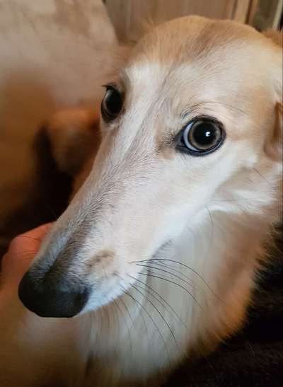 Windhunde - Treffen der besonderen Schönheiten
HERZLICH WILLKOMMEN-Beitrag-Bild