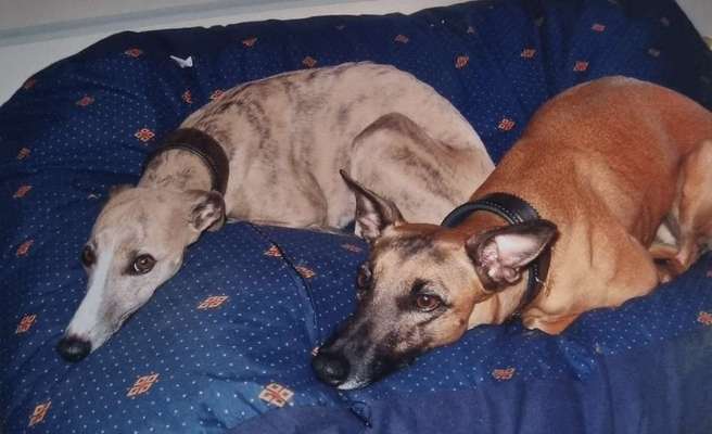 Windhunde - Treffen der besonderen Schönheiten
HERZLICH WILLKOMMEN-Beitrag-Bild