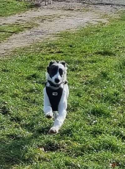 Windhunde - Treffen der besonderen Schönheiten
HERZLICH WILLKOMMEN-Beitrag-Bild