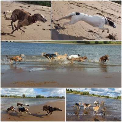 Windhunde - Treffen der besonderen Schönheiten
HERZLICH WILLKOMMEN-Beitrag-Bild