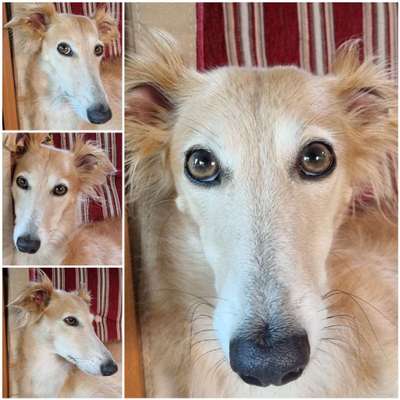 Windhunde - Treffen der besonderen Schönheiten
HERZLICH WILLKOMMEN-Beitrag-Bild