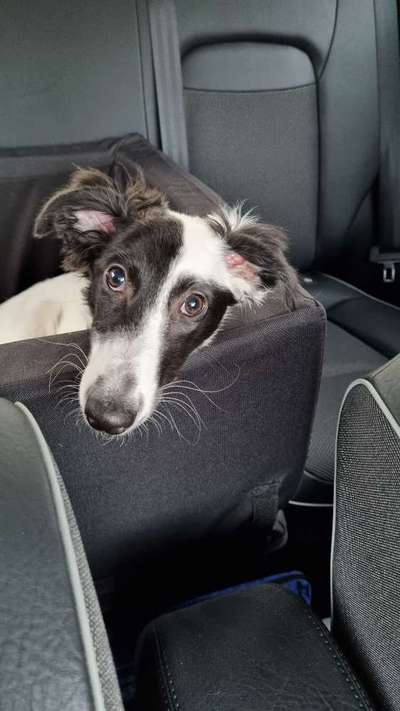 FOTOCHALLENGE 70 - Dein Hund im Auto-Beitrag-Bild