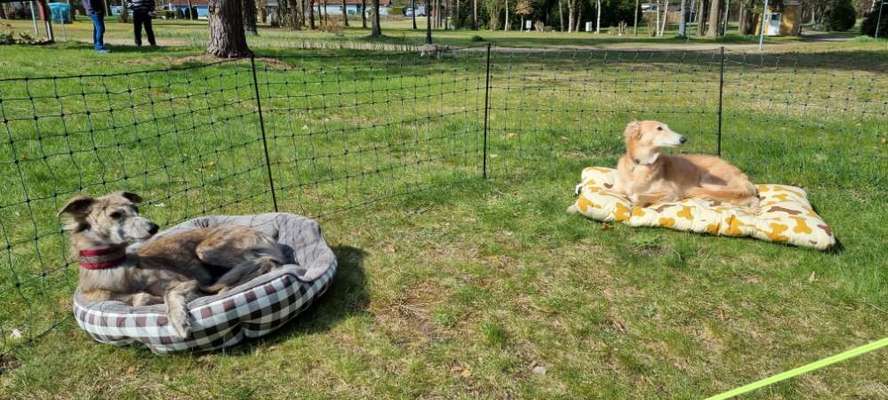 Camping mit Hund/en-Beitrag-Bild