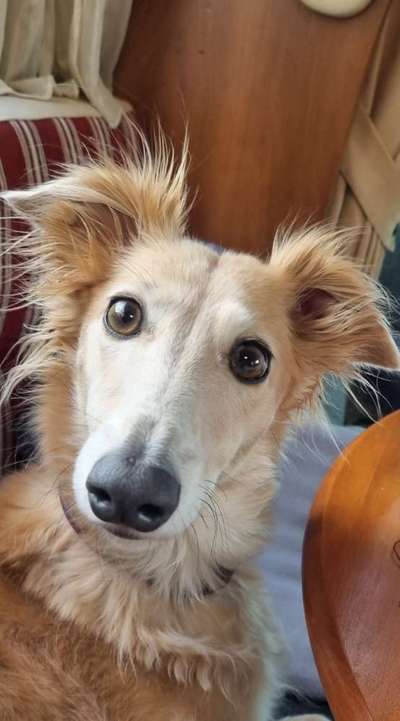 Windhunde - Treffen der besonderen Schönheiten
HERZLICH WILLKOMMEN-Beitrag-Bild