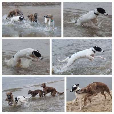 Windhunde - Treffen der besonderen Schönheiten
HERZLICH WILLKOMMEN-Beitrag-Bild