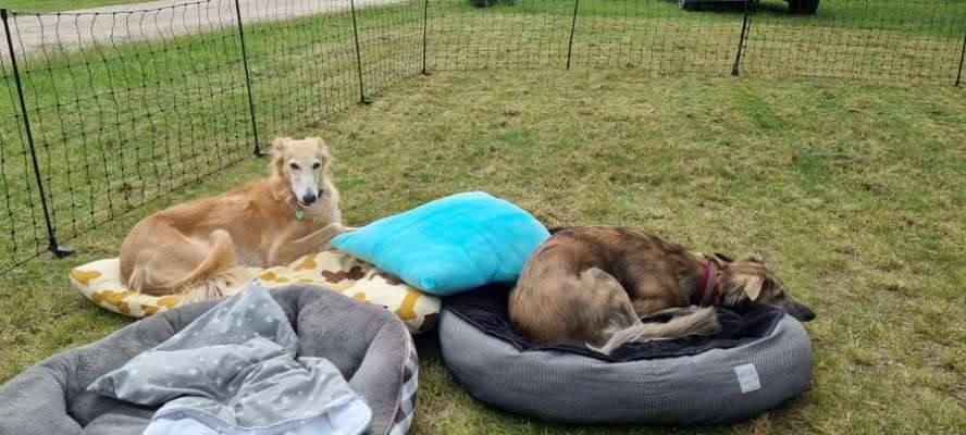 Windhunde - Treffen der besonderen Schönheiten
HERZLICH WILLKOMMEN-Beitrag-Bild