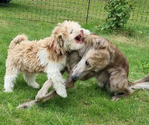 Windhunde - Treffen der besonderen Schönheiten
HERZLICH WILLKOMMEN-Beitrag-Bild