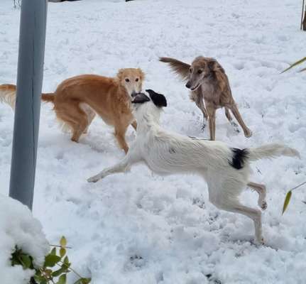 Windhunde - Treffen der besonderen Schönheiten
HERZLICH WILLKOMMEN-Beitrag-Bild