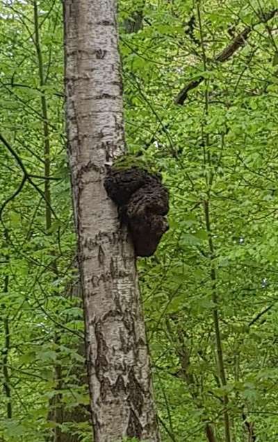 Bäume mit Gesicht-Beitrag-Bild