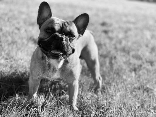 Zeigt her eure Frenchi-Beitrag-Bild