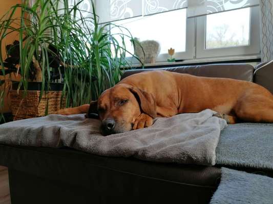 Rhodesian Ridgeback-Beitrag-Bild