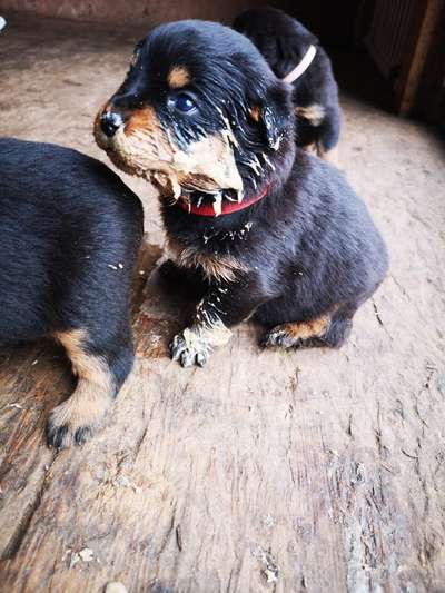 Rottweiler/-Mischlinge-Beitrag-Bild