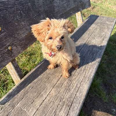 Hundetreffen-Junghunde Treffen/kleinere Spielpartner-Bild