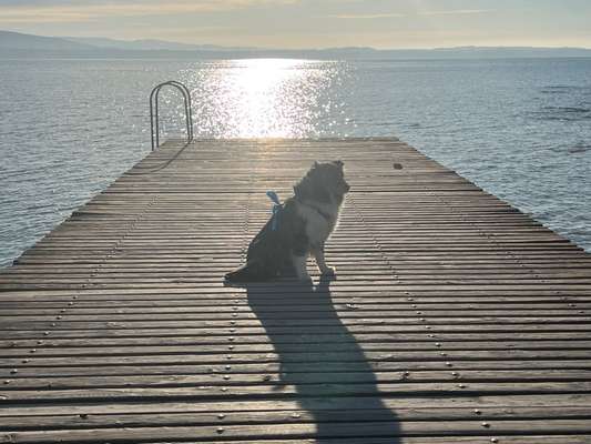 Hundetreffen-Australien Shepard-Bild