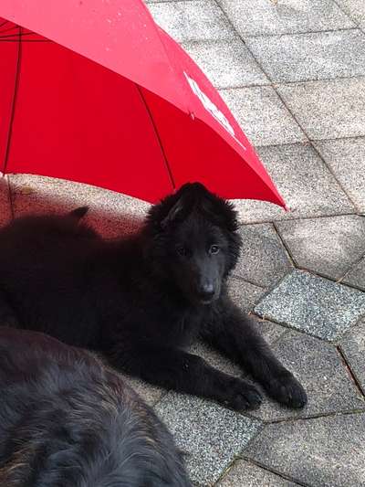 Welpen Bilder !-Beitrag-Bild