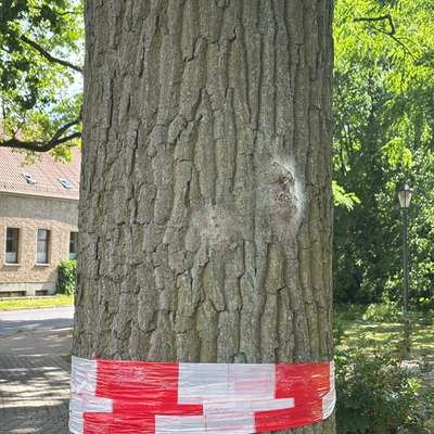 Giftköder-Eichenprozessionsspinner-Bild