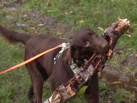 Flat Coated Retriever-Beitrag-Bild