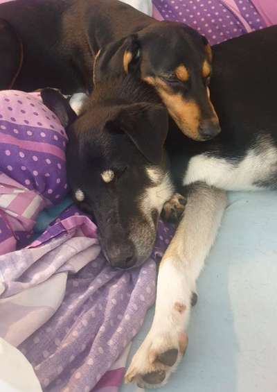 Hunde vom Tierschutzverein 🐕♥️-Beitrag-Bild