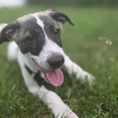 Hundetreffen-Welpentreffen-Bild