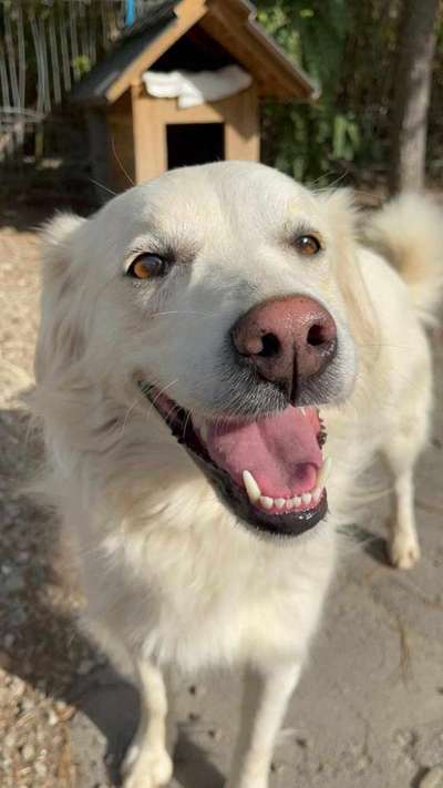 Tierschutzhunde suchen ein Zuhause-Beitrag-Bild