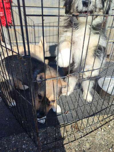 Tierschutzhunde suchen ein Zuhause-Beitrag-Bild