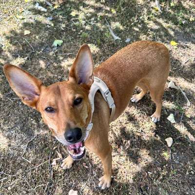Hundetreffen-Hundekumpel zum Toben und Spazieren gesucht-Bild