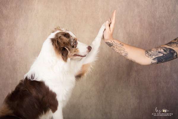 Dogorama Blog Challenge: Hundetricks-Beitrag-Bild