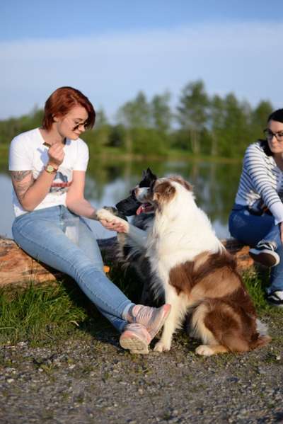 Dogorama Blog Challenge: Hundetricks-Beitrag-Bild