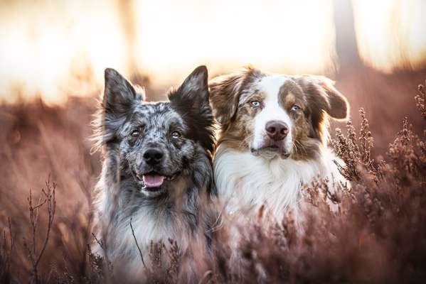 Heide Shooting-Beitrag-Bild