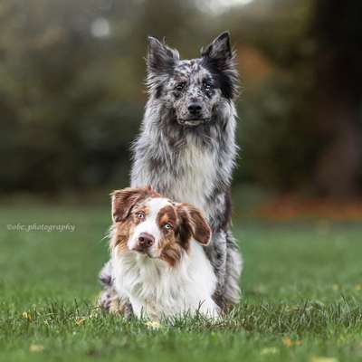 Die Dogorama Kalender Challenge 4/4-Beitrag-Bild