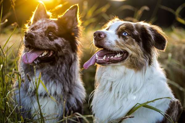 Die Dogorama Wochen Challenge "Friends will be Friends"-Beitrag-Bild