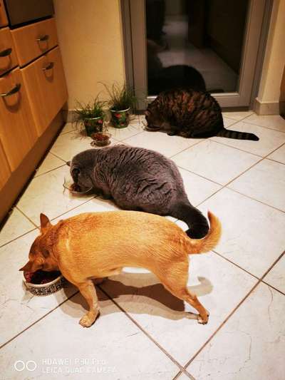 Hund und Katz Momente-Beitrag-Bild