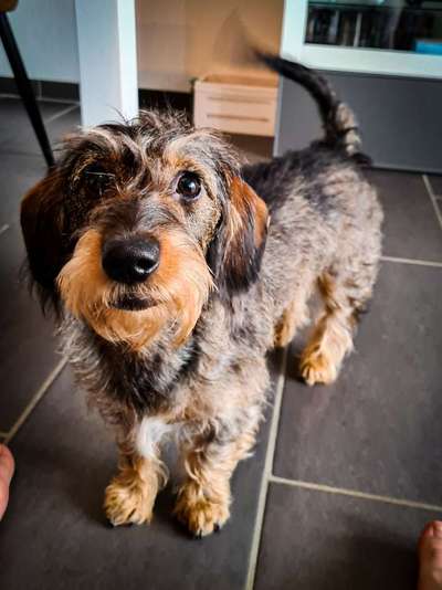 Hundetreffen-Spiel und Gassi treffen, villeicht sogar mit anderen Dackel aus Neumünster 😊🐶-Bild